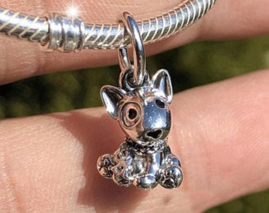 Charm Bull Terrier